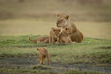 Naklejka na ściany i meble Lioness lies with cubs approached by another