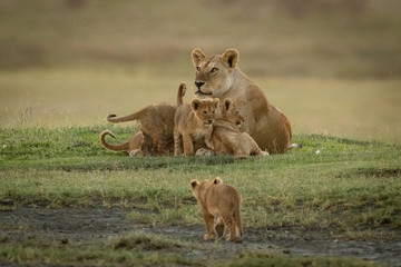 Lioness lies with cubs as another approaches