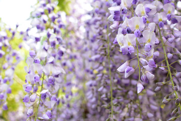 Wisteria, a famous flower of spring