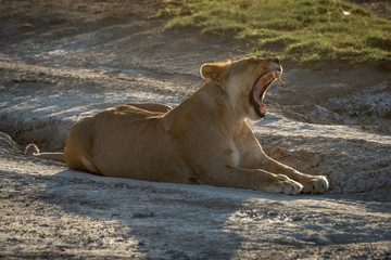 Lioness lies yawning on dry muddy road