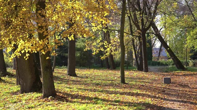 Gold autumn in the park. Dry leaves falling from a tree. Strong wind blowing. 4k resolution.