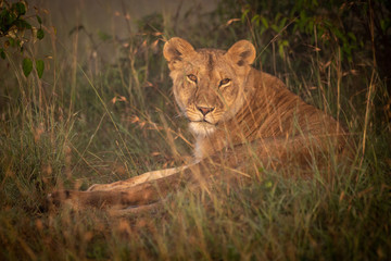 Lioness lying in long grass with catchlights
