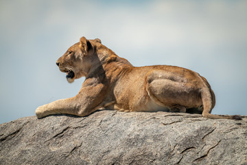 Fototapeta na wymiar Lioness lying on rock under cloudy sky