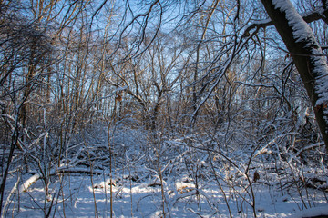 snow in the forest in the early morning