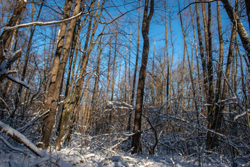 Fototapeta na wymiar winter forest against the winter sky