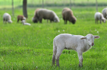 Obraz na płótnie Canvas Little Sheep Resting