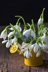 Bouquet of snowdrops in small bucket on wooden table