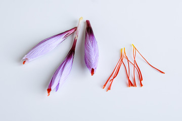Fresh saffron flower and dried saffron threads on a white background.