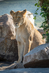 Plakat Lioness sits by leafy tree among rocks