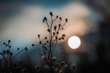 plant on the background of the sun