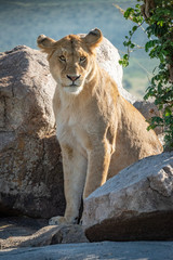 Obraz premium Lioness sits by leafy tree turning head