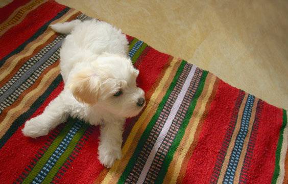Puppy Maltezer Dog Laying On Carpet