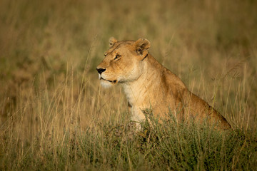 Lioness sits in long grass in sunshine