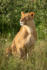 Lioness sits in tall grass lifting head © Nick Dale