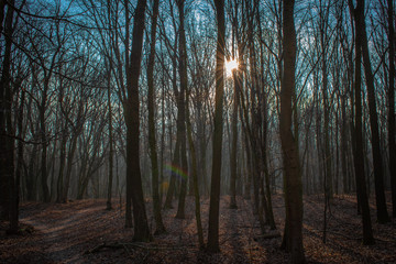 Fototapeta premium misty forest in the early morning