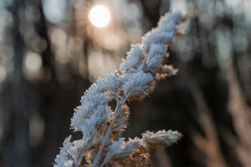 frost on the stem of a plant in winter