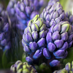 the Decorative card from hyacinths. Selective focus.