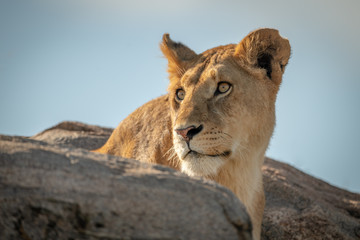 Obraz na płótnie Canvas Lioness sits looking back between rocky boulders