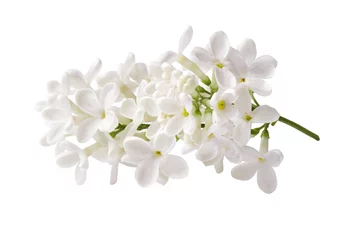Fotobehang Tak van witte lila bloemen geïsoleerd op een witte achtergrond. © Tatyana Sidyukova