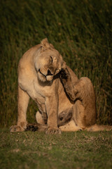 Obraz premium Lioness sits on grass scratching behind ear