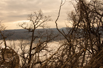 Gloomy landscape. Forest in the fog.