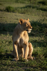 Lioness sits on grassy plain looking right