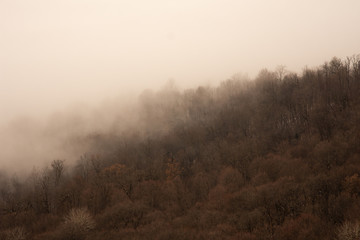 Gloomy landscape. Fog in the forest.