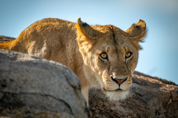 Lioness sits on sunny kopje looking down
