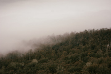 Gloomy landscape. Fog in the forest.