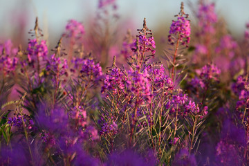 Obraz premium Schmalblättriges Weidenröschen (Epilobium angustifolium) 