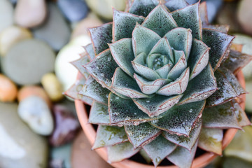 Potted succulent off center with soft focus rocks in background