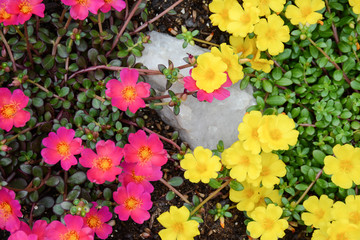 Bright and vibrant hot pink and yellow portulaca blooms