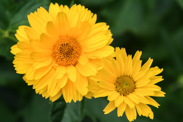 Coreopsis duo flower heads in bright yellow with soft green background