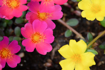 Bright and vibrant hot pink and yellow portulaca blooms