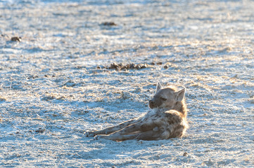 Fototapeta premium Close-up of a spotted Hyena - Crocuta crocuta- resting on the plains of Etosha national Park, Namibia.