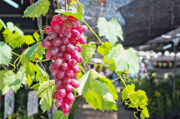 Bunch of flame seedless grapes is hybrid common grape vine (Vitis vinifera) has delicious edible fruit calls table grape for consumption while fresh ,is deciduous woody vines