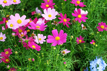 Various flowers form a beautiful line 6