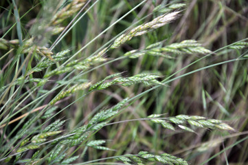 Bromus grows in grasslands