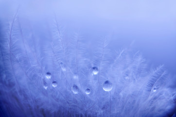 Small drops of water on the feather. Abstract plants. Nature background. Mood light. Macro photo.