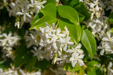 Star jasmine white flowers background with multiple flowers.