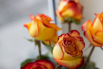 bouquet of yellow roses