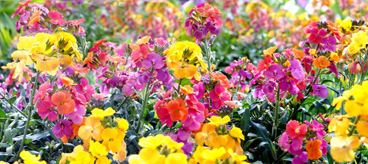 panoramic view of Erysimum aka Wallflower flowers outdoors. Pretty mauve flowers of Perennial wallflower plants genus Erysimum, or Cheiranthus, sometimes called Gillyflower. garden plants.  © ImageSine