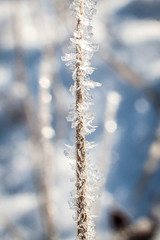 winter landscape covered with frost a blade of grass due to the severe frosts
