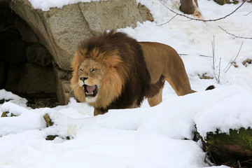  Berberlöwe, Atlaslöwe oder Nubische Löwe (Panthera leo leo) im Schnee