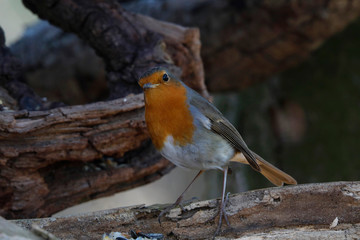 Rotkehlchen (Erithacus rubecula) Singvogel sitzt am Baumstamm
