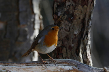 Rotkehlchen (Erithacus rubecula) Singvogel sitzt am Baumstamm