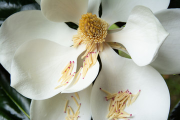 Creamy white Southern magnolia bloom with shedding stamen on petals and water dripping from stamen