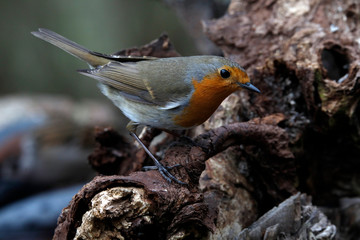 Rotkehlchen (Erithacus rubecula) sitzt auf Baumstamm