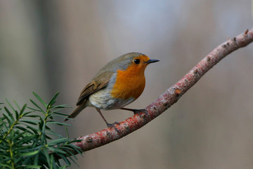 Rotkehlchen (Erithacus rubecula) Singvogel sitzt am Baumstamm