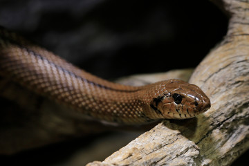  Eidechsennattern (Malpolon) auf Baumstamm